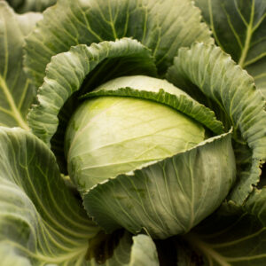 Advanced Techniques in Growing Cabbages