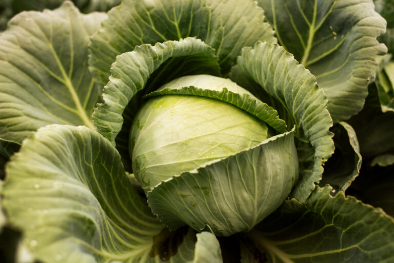 Advanced Techniques in Growing Cabbages