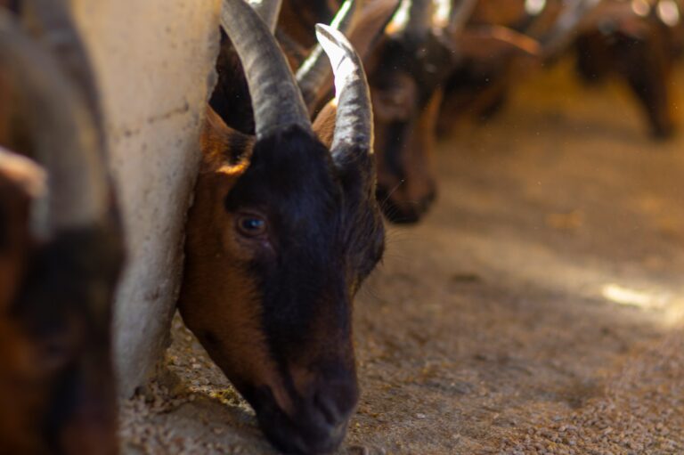 Comprehensive Care, Breeding, and Management of Meat Goats